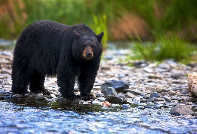 Bear Aware Tips for Colorado Foothills Homes This Fall